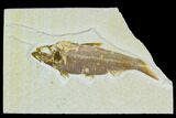 Bargain Fossil Fish (Knightia) - Wyoming #120558-1